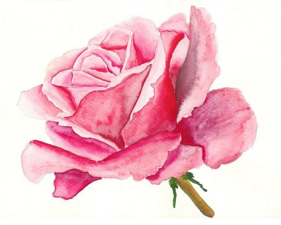 Tranh hoa hồng bằng màu nước